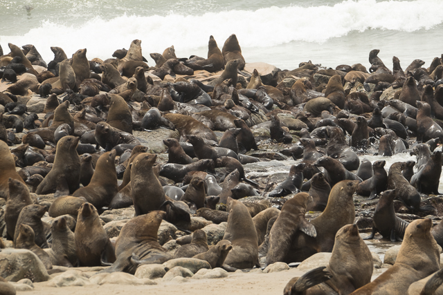 Cape fur seal colony