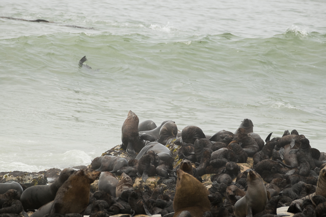 Cape fur seals