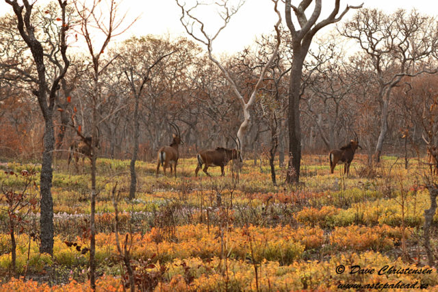 giant sable antelope females