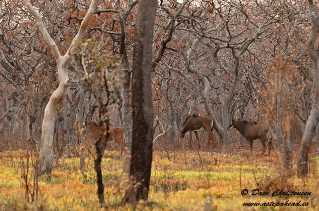 giant sable antelope