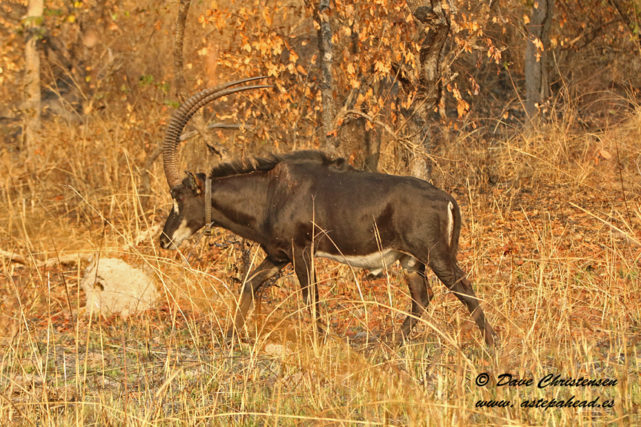 giant sable antelope bull