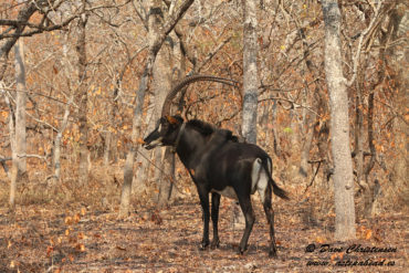 the dominant giant sable antelope bull