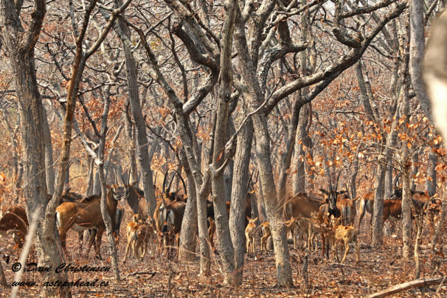 breeding herd of giant sable antelope