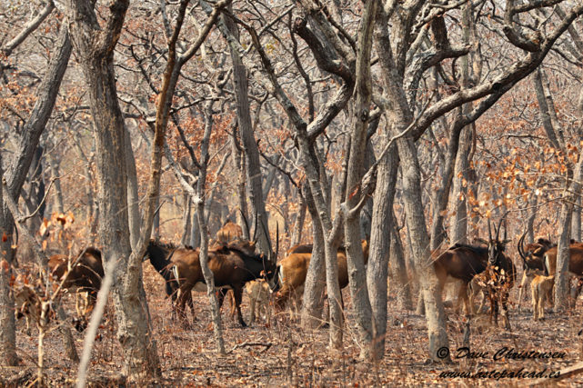 giant sable antelope