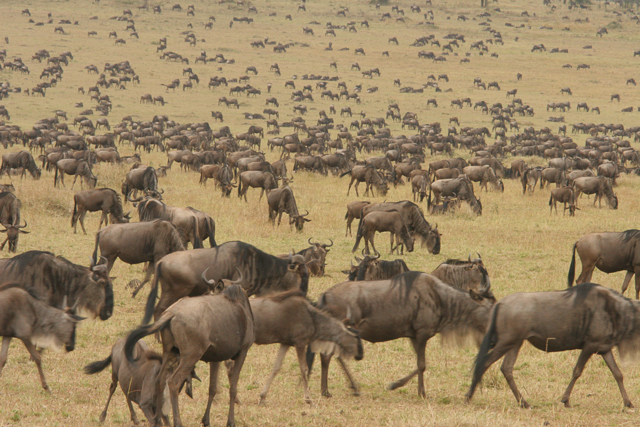 Wildebeest migration