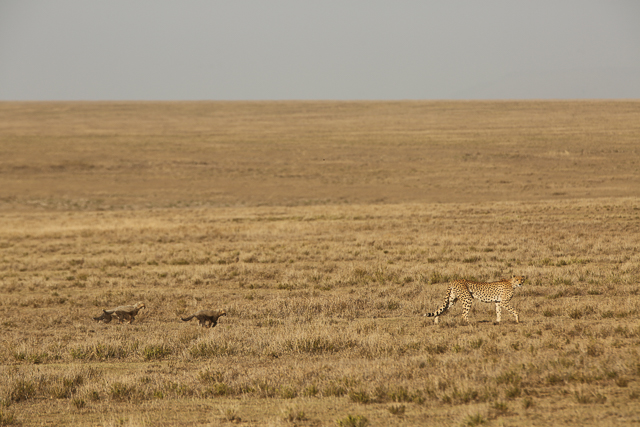 Serengeti cheetah