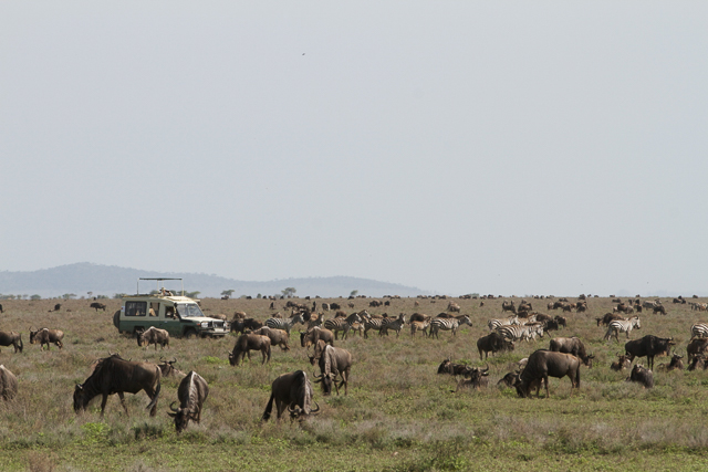 Serengeti game drive
