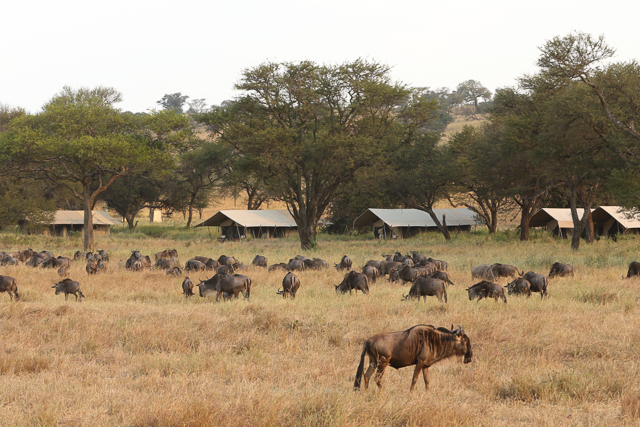 Tented camp