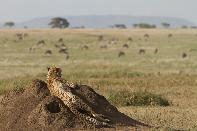 Serengeti cheetah