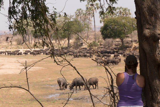 Buffalo viewing on foot