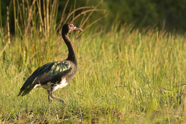 Spur-winged goose