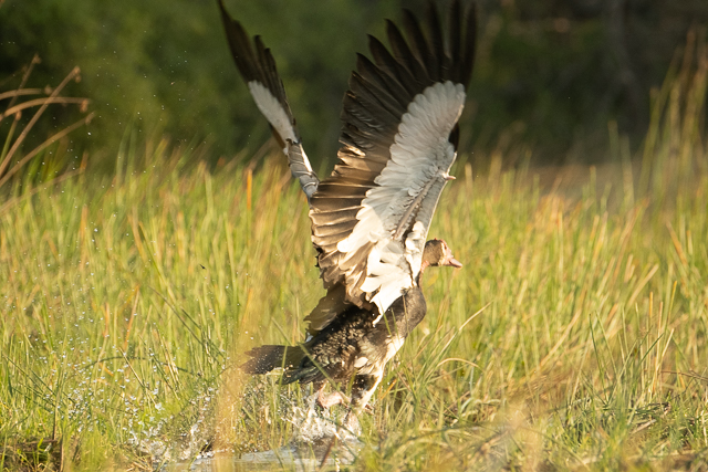 Spur-winged goose in flight