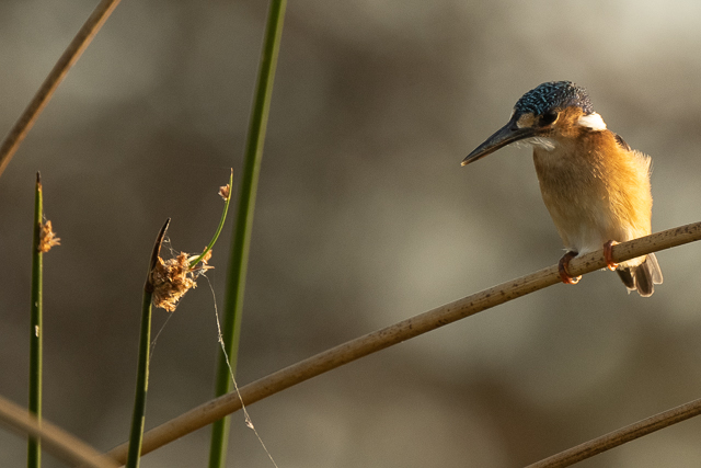 Malachite kingfisher