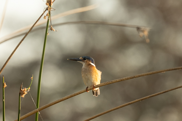 Malachite kingfisher