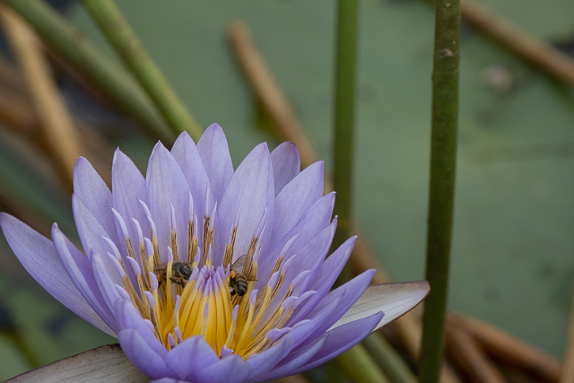 Day water lily