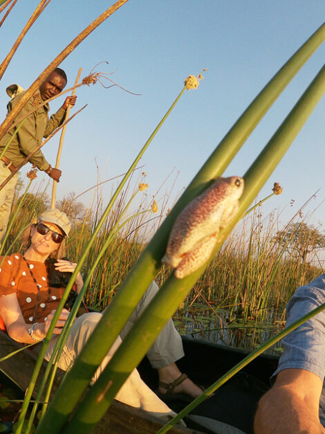 Looking at a painted reed frog