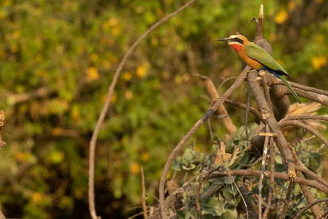 white-fronted bee-eater