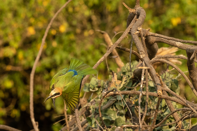 white-fronted bee-eater diving for a tsetse fly