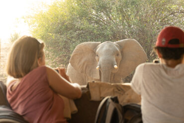 an elephant approaches the camp