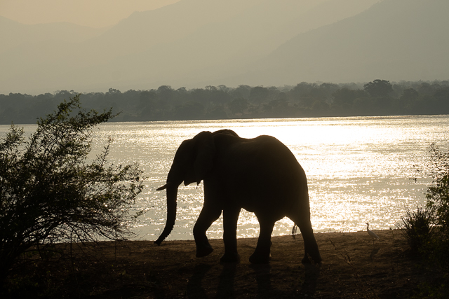 elephant on the Zambezi at dusk