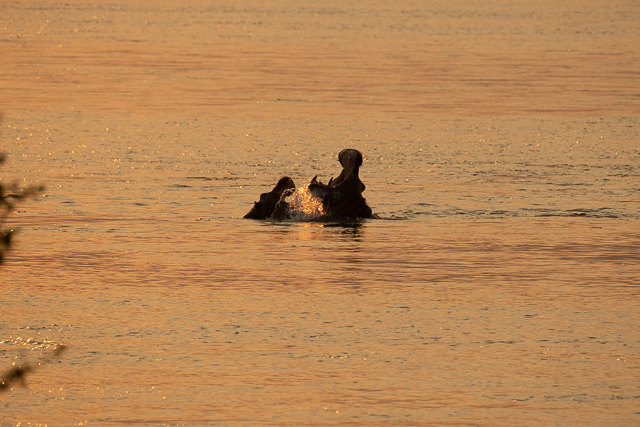 fighting hippos in the Zambezi