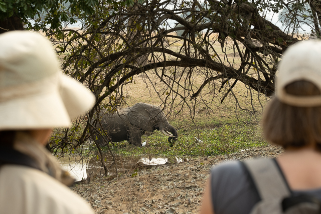 watching elephants pass below us while on a bush walk