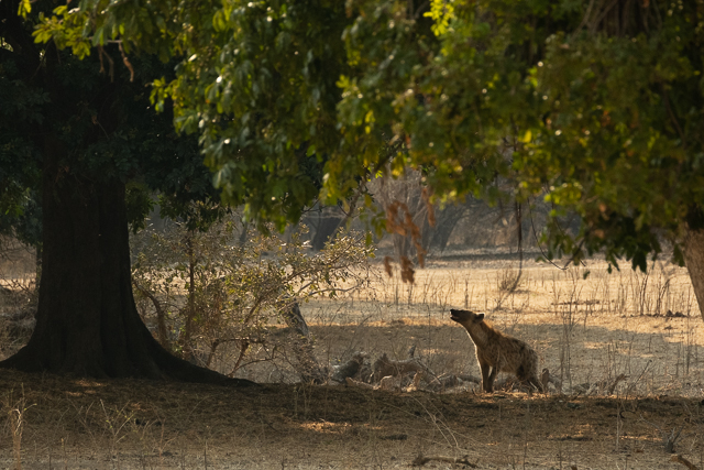 A hyena smells meat above