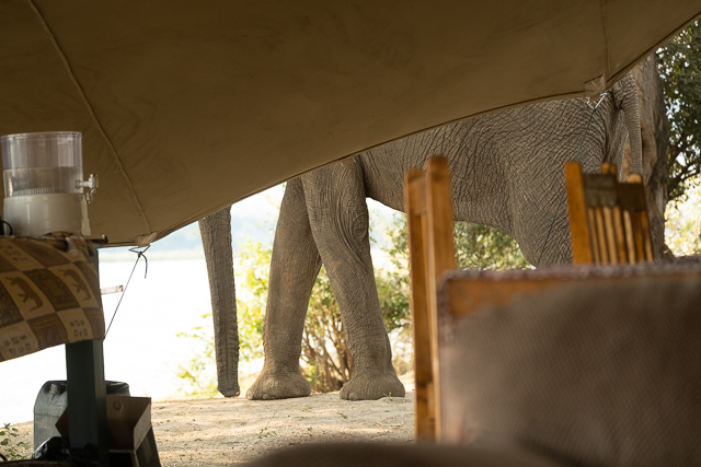 elephant in camp