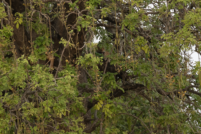 leopard in a sausage tree