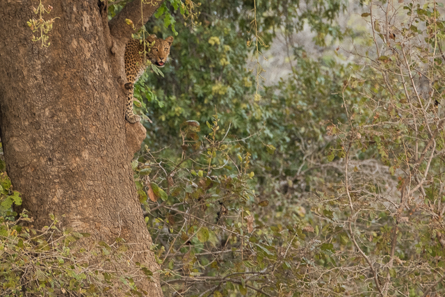 leopard watches us