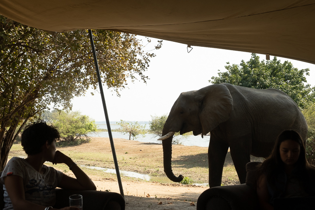 elephant in camp