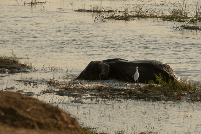 elephant bathing in the Zambezi