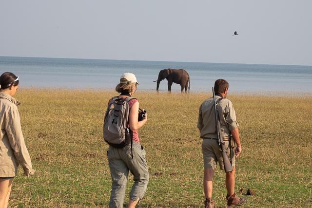 Dave Christensen on a bush walk with an elephant