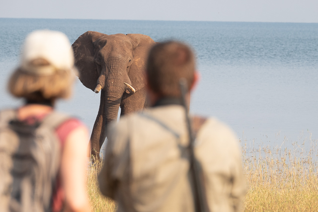 Dave Christensen with an elephant