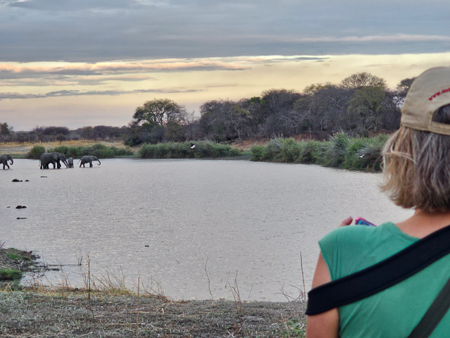 Watching elephants drink in the Ruaha River