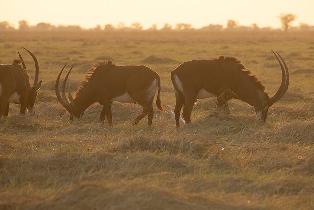 Sable antelope at dusk