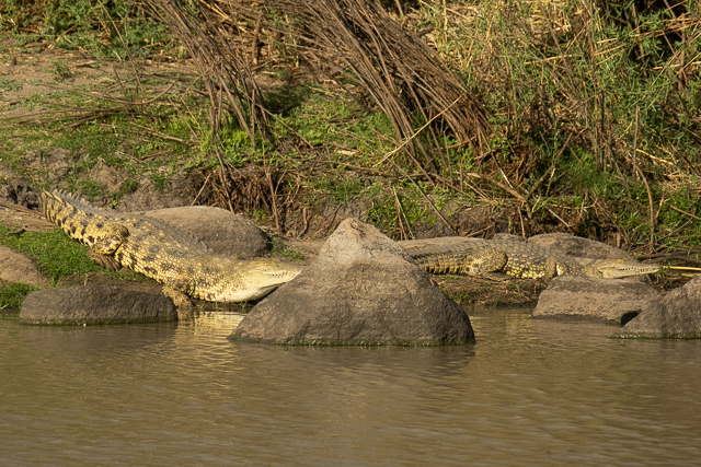 Crocodile in the Ruaha