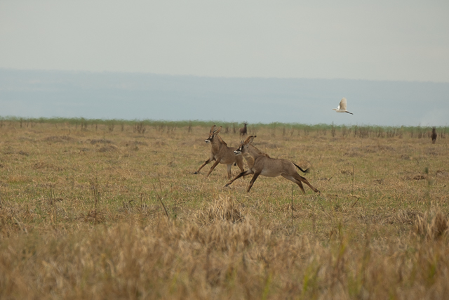 Young roan antelopes having fun