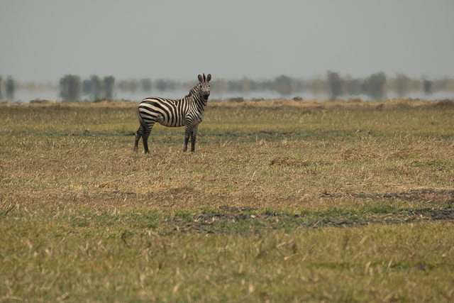 Plains zebra stallion
