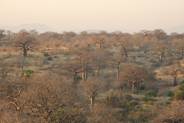 Baobab forest in Ruaha National Park