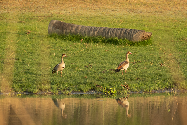 Egyptian geese by the river