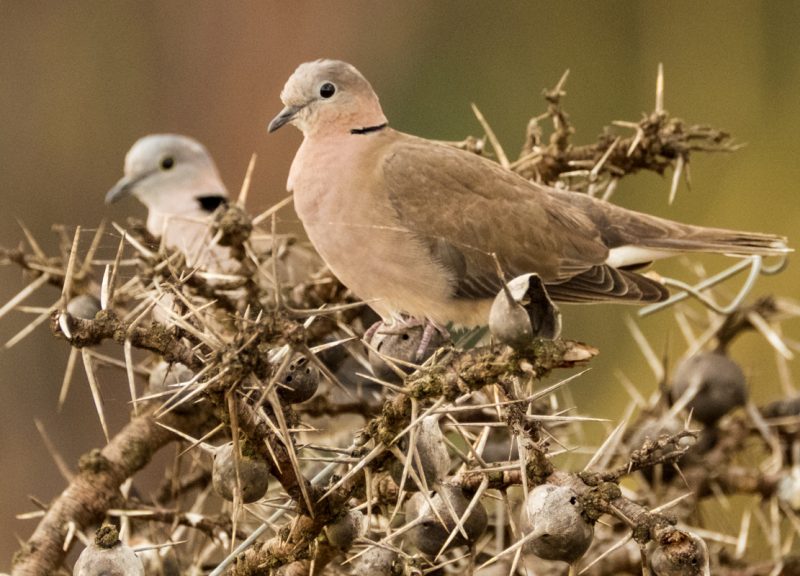 ring-necked dove