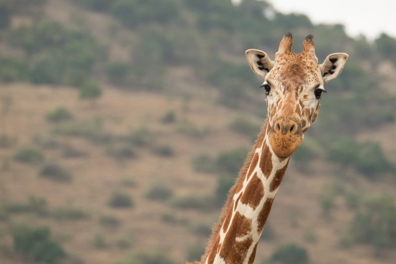 reticulated giraffe