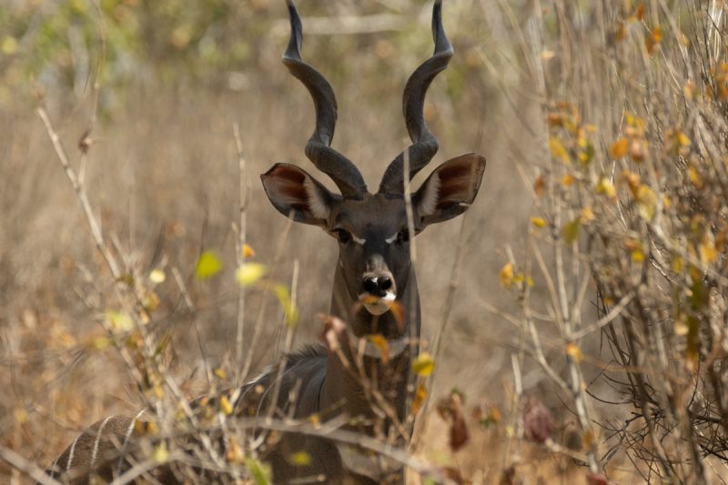 Lesser kudu male