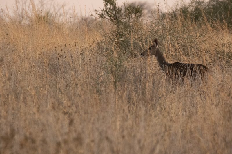 Lesser kudu