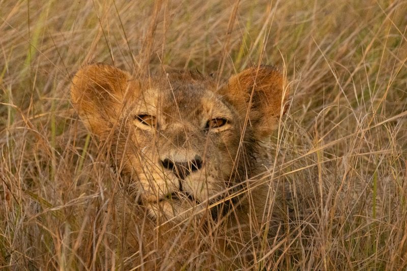 lion in the grass