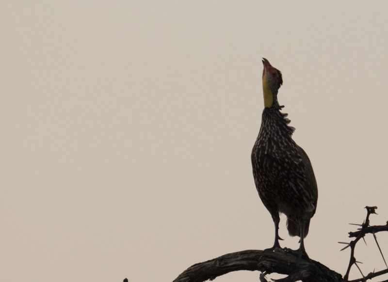 Yellow-necked spurfowl