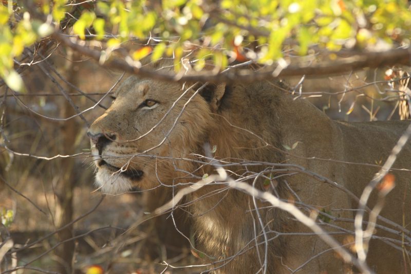 lion in the bush