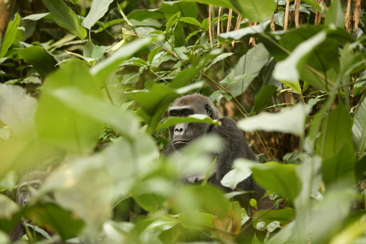 Western lowland gorilla Western lowland gorilla