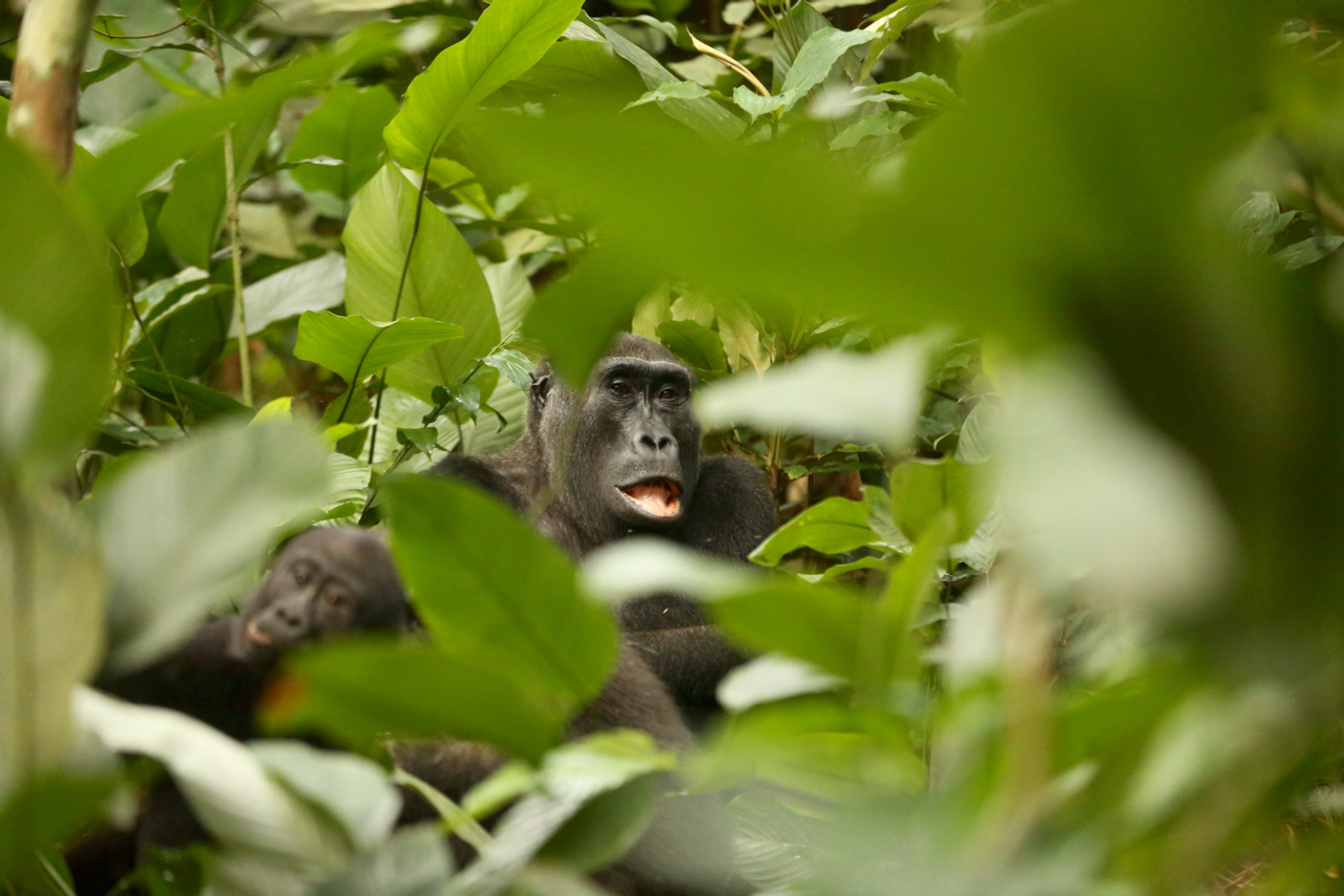 Western lowland gorilla Western lowland gorilla